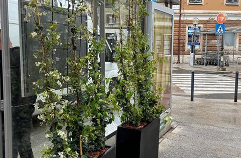 Završeno ozelenjavanje autobusne nadstrešnice u Puli kroz projekt EnerCmed