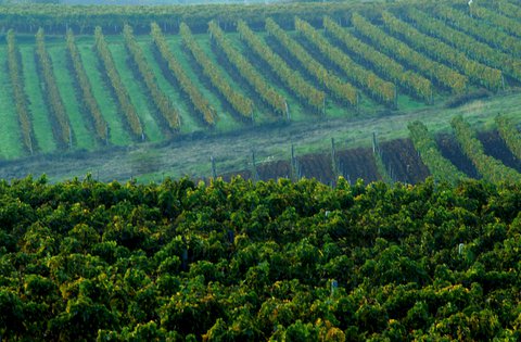 Istituita la Commissione per l'agricoltura della Regione Istriana