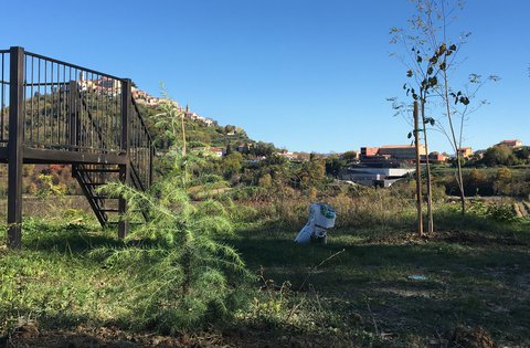 Piantatura di alberi lungo la Parenzana