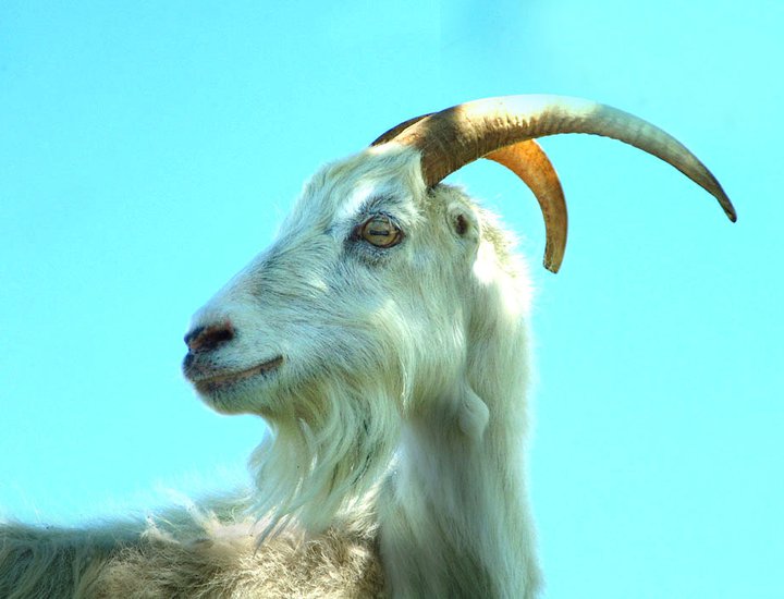 Istarska županija priprema program revitalizacije istarske koze