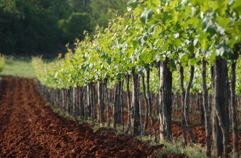 La Regione Istriana stanzia 2,3  milioni di kune per i progetti nell’agricoltura