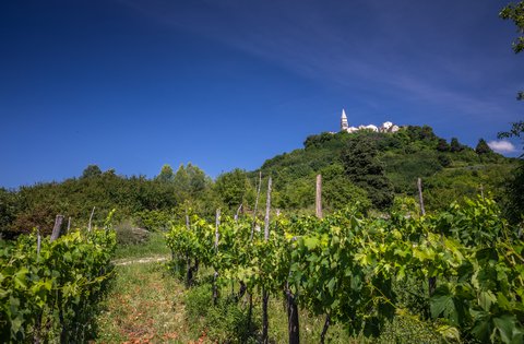 Objavljen Javni poziv za financiranje projekata/programa udruga u okviru javnih potreba poljoprivrede, šumarstva, lovstva, ribarstva i vodnog gospodarstva