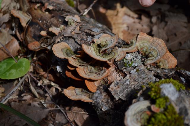 Županija: Istarska županija (1/9) Županija: Istarska županija (1/9)